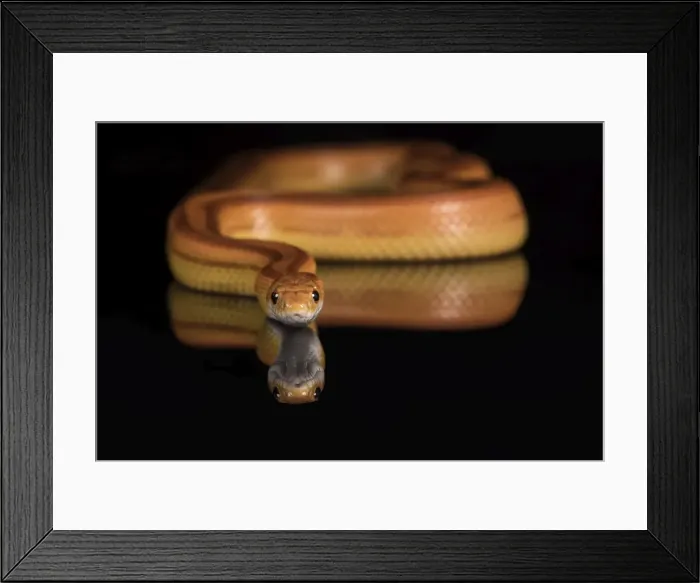 Framed Print : Corn Snake (Pantherophis Guttatus), captive, United States of America, North America Framed Print : Corn Snake (Pantherophis Guttatus), captive, United States of America, North America