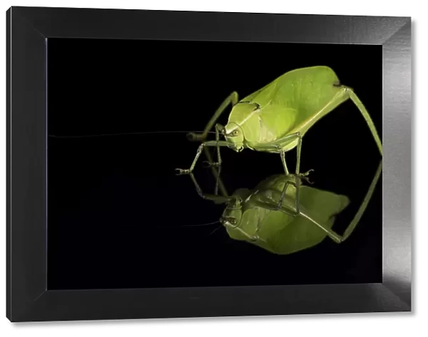 Katydid (Tettigoniidae), captive, Costa Rica, Central America