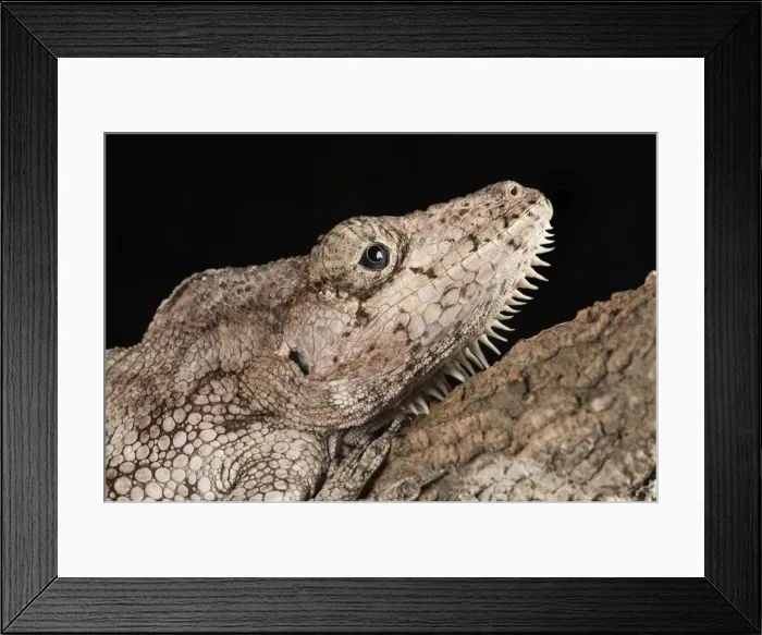Framed Print : Cuban False Chameleon (Chamaeleolis), captive, Cuba, West Indies, Central America