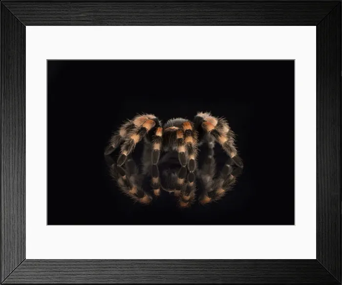 Framed Print : Mexican Red Knee Tarantula (Brachypelma Smithi), captive, Mexico, North America Framed Print : Mexican Red Knee Tarantula (Brachypelma Smithi), captive, Mexico, North America