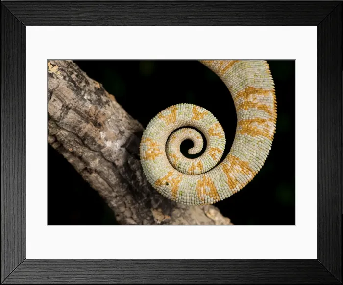 Framed Print : Yemen Chameleon (Chameleon Calyptratus), captive, Yemen, Middle East