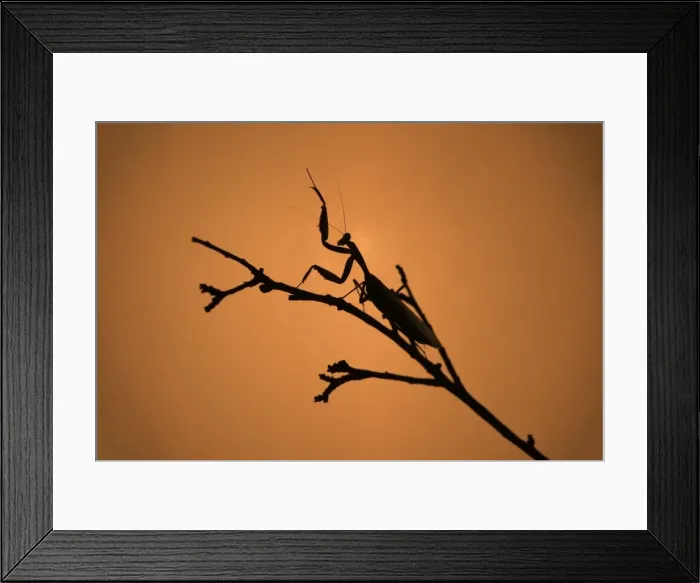 Framed Print : King Mantis (Hierodula Majuscula), captive, Australia, Pacific Framed Print : King Mantis (Hierodula Majuscula), captive, Australia, Pacific
