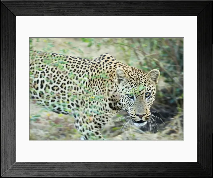 Framed Print : Leopard (Panthera Pardus), Zambia, Africa Framed Print : Leopard (Panthera Pardus), Zambia, Africa