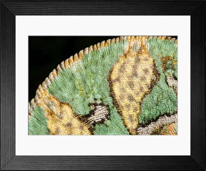 Framed Print : Yemen Chameleon (Chameleon Calyptratus), captive, Yemen, Middle East Framed Print : Yemen Chameleon (Chameleon Calyptratus), captive, Yemen, Middle East