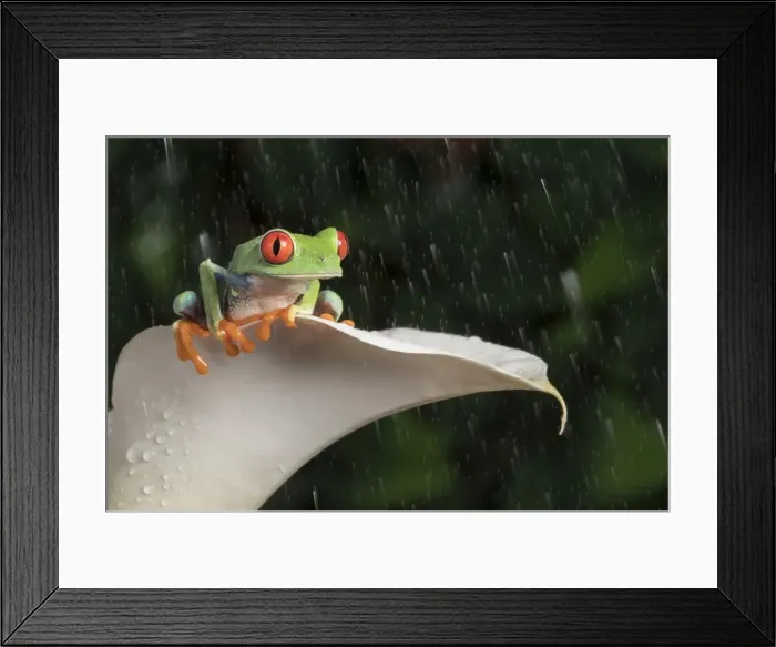 Framed Print : Red Eyed Tree Frog (Agalychnis Callidryas), captive, Colombia, South America Framed Print : Red Eyed Tree Frog (Agalychnis Callidryas), captive, Colombia, South America