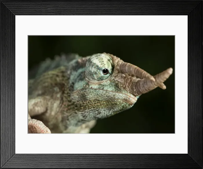 Framed Print : Jacksons Chameleon (Rhinoceros Chameleon) (Trioceros jacksonii), captive, Madagascar