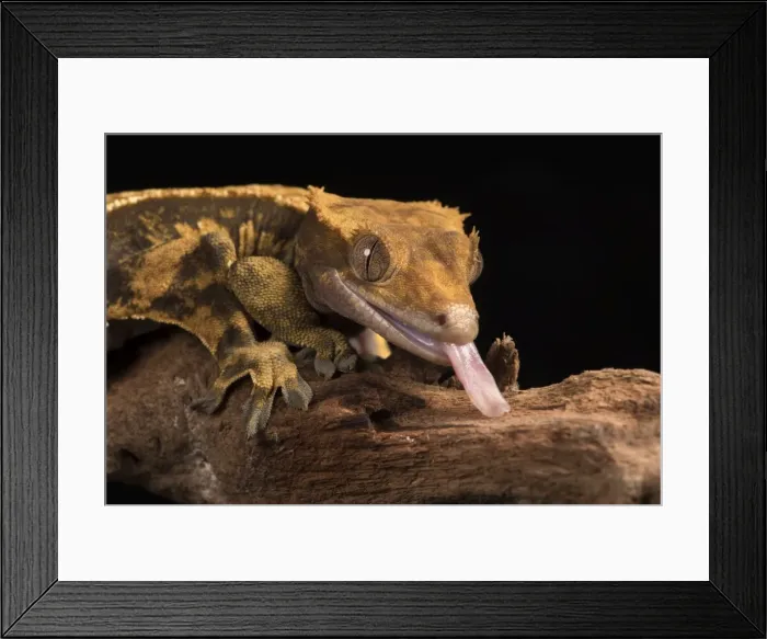 Framed Print : Crested Gecko (Correlophus Ciliates), captive, New Caledonia, Pacific