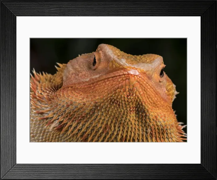 Framed Print : Bearded Dragon (Pogona Vitticeps), captive, Australia, Pacific