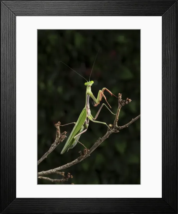 Framed Print : Stick Mantis (Mantodea), captive, Zambia, Africa