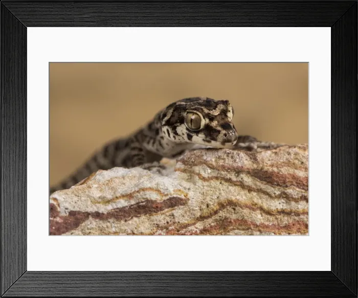 Framed Print : Viper Gecko (Teratolepis fasciata), captive, Pakistan, Asia