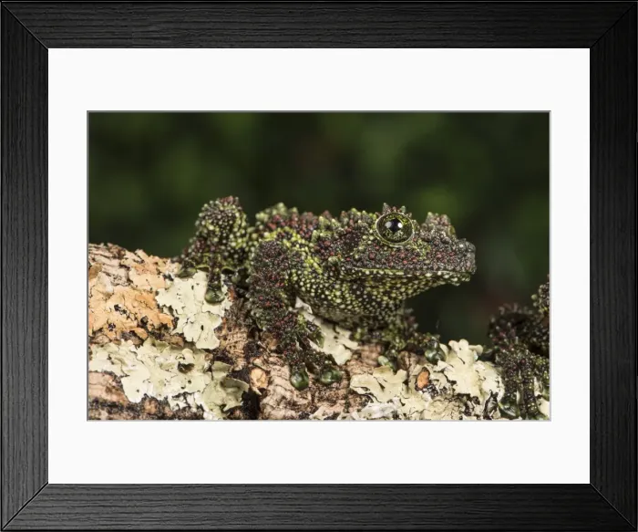Framed Print : Vietnamese Mossy Frog (Theloderma Corticale), captive, Vietnam, Indochina, Southeast Asia Framed Print : Vietnamese Mossy Frog (Theloderma Corticale), captive, Vietnam, Indochina, Southeast Asia
