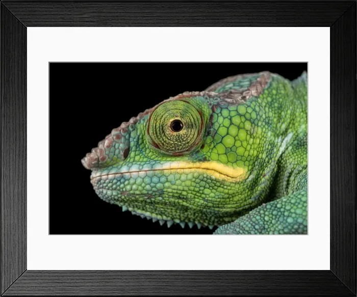 Framed Print : Panther Chameleon (Furcifer Pardalis), captive, Madagascar, Africa Framed Print : Panther Chameleon (Furcifer Pardalis), captive, Madagascar, Africa