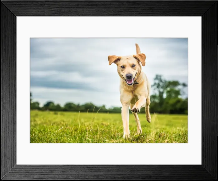 Framed Print : A golden labrador dog, Oxfordshire, England, United Kingdom, Europe Framed Print : A golden labrador dog, Oxfordshire, England, United Kingdom, Europe