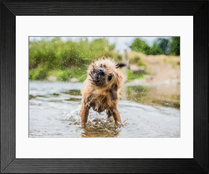 Framed Print : A briard dog, wading in water, England, United Kingdom, Europe Framed Print : A briard dog, wading in water, England, United Kingdom, Europe