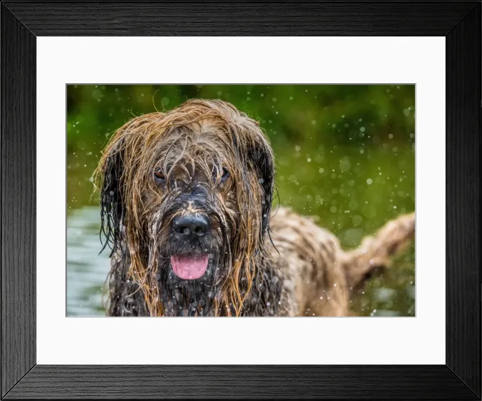 Framed Print : Briard in water, United Kingdom, Europe Framed Print : Briard in water, United Kingdom, Europe
