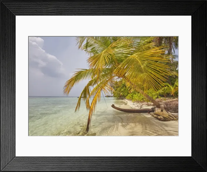 Framed Print : Coconut palm hanging over the beach, Kuramathi Island, Rasdhoo atoll, Ari atoll, Maldives Framed Print : Coconut palm hanging over the beach, Kuramathi Island, Rasdhoo atoll, Ari atoll, Maldives
