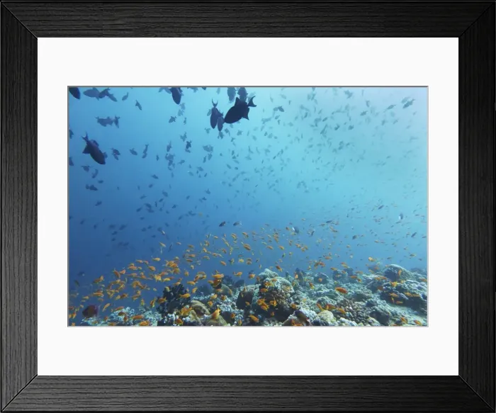 Framed Print : Madivaru reef, Rasdhoo atoll, Maldives, Indian Ocean, Asia Framed Print : Madivaru reef, Rasdhoo atoll, Maldives, Indian Ocean, Asia