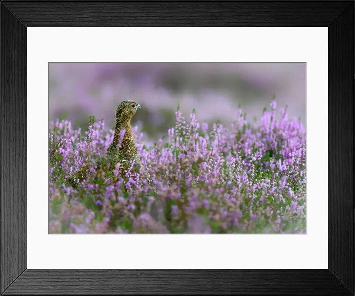 Framed Print : Red grouse in the heather, Scotland, United Kingdom, Europe Framed Print : Red grouse in the heather, Scotland, United Kingdom, Europe
