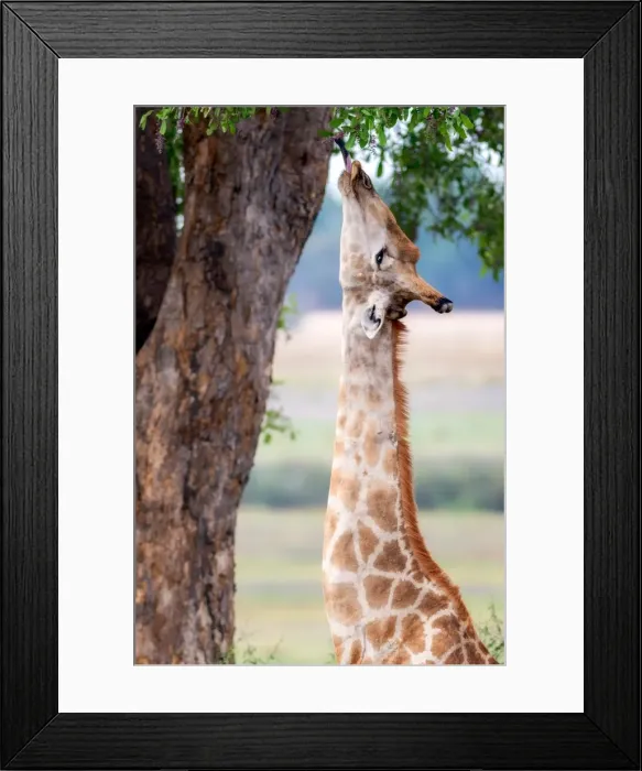Framed Print : Giraffe, Chobe National Park, Botswana, Africa Framed Print : Giraffe, Chobe National Park, Botswana, Africa