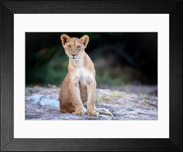 Framed Print : Lion cub, Chobe National Park, Botswana, Africa Framed Print : Lion cub, Chobe National Park, Botswana, Africa