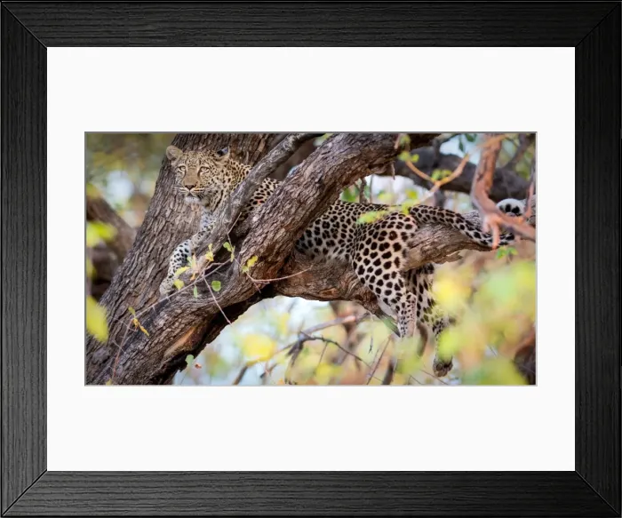 Framed Print : Leopard, Okavango Delta, Botswana, Africa Framed Print : Leopard, Okavango Delta, Botswana, Africa