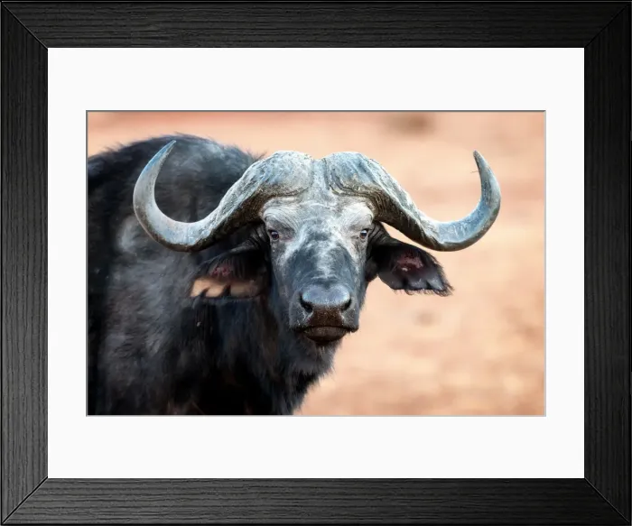 Framed Print : Buffalo portrait, Chobe National Park, Botswana, Africa