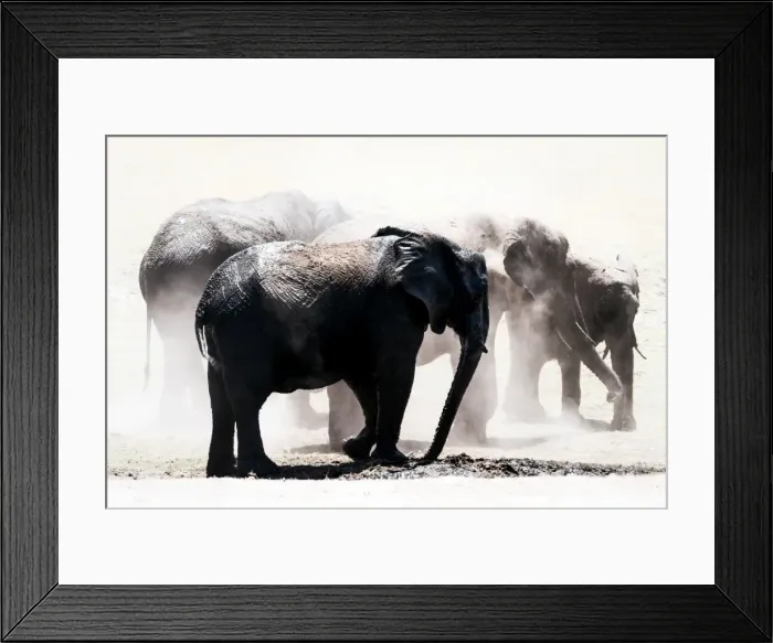 Framed Print : Herd of elephants in the dust, Chobe National Park, Botswana, Africa Framed Print : Herd of elephants in the dust, Chobe National Park, Botswana, Africa