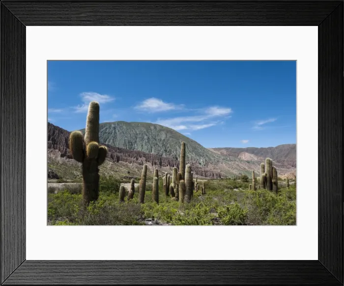 Framed Print : Towering cactus in the tortured Jujuy landscape, Argentina, South America Framed Print : Towering cactus in the tortured Jujuy landscape, Argentina, South America