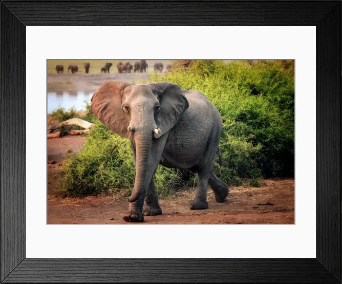 Framed Print : African elephant, Chobe National Park, Botswana, Africa Framed Print : African elephant, Chobe National Park, Botswana, Africa