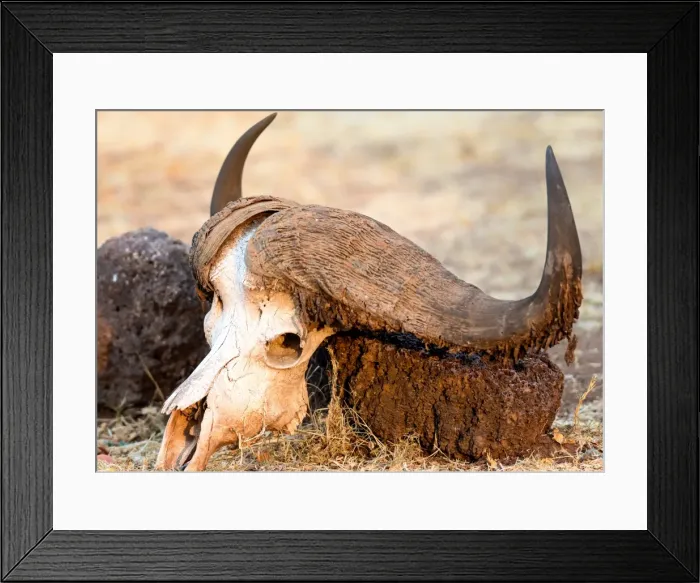 Framed Print : Buffalo skull, Okavango Delta, Botswana, Africa Framed Print : Buffalo skull, Okavango Delta, Botswana, Africa