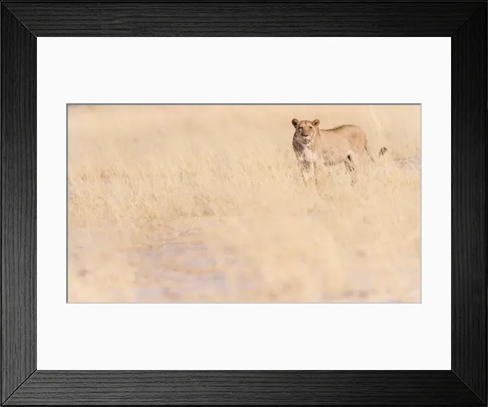 Framed Print : Lion, Okavango Delta, Botswana, Africa Framed Print : Lion, Okavango Delta, Botswana, Africa