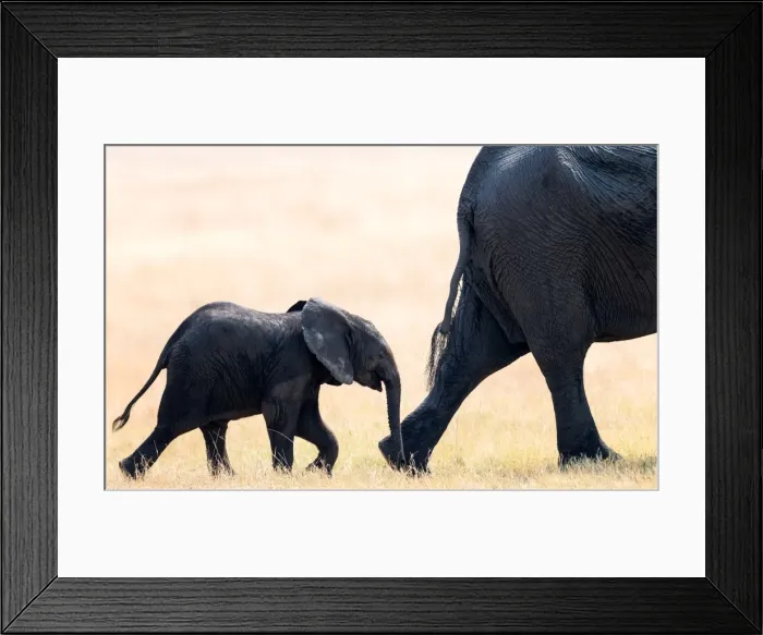 Framed Print : Elephant calf following mother, Hwange National Park, Zimbabwe, Africa Framed Print : Elephant calf following mother, Hwange National Park, Zimbabwe, Africa