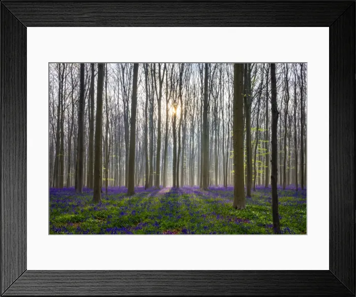 Framed Print : Bluebell flowers (Hyacinthoides non-scripta) carpet hardwood beech forest in early spring Framed Print : Bluebell flowers (Hyacinthoides non-scripta) carpet hardwood beech forest in early spring