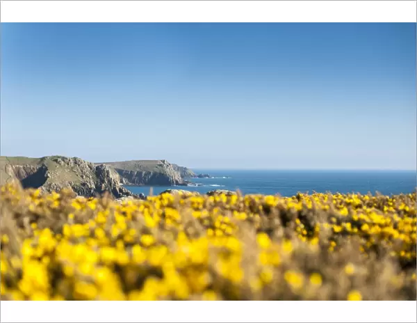Gorse covered cliffs along Cornish coastline near Lands End at the westernmost part