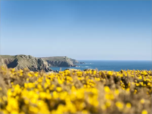 Gorse covered cliffs along Cornish coastline near Lands End at the westernmost part