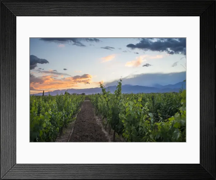 Framed Print : Malbec vineyards at the foot of the Andes in the Uco Valley near Mendoza, Argentina Framed Print : Malbec vineyards at the foot of the Andes in the Uco Valley near Mendoza, Argentina