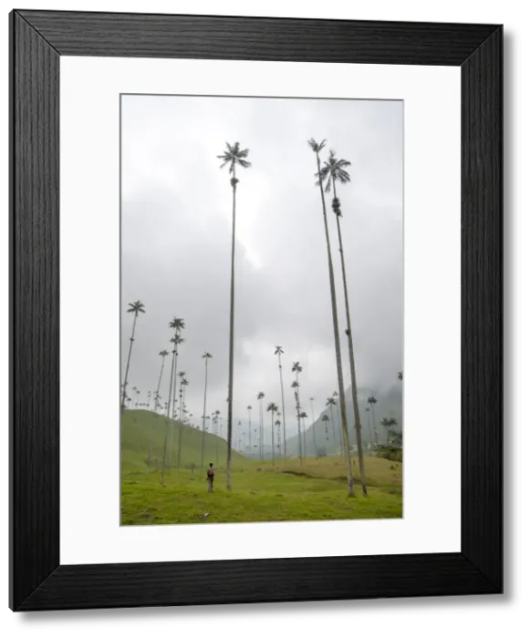 Framed Print : The lush Cocora Valley, part of Los Nevados National Park, principal home for Framed Print : The lush Cocora Valley, part of Los Nevados National Park, principal home for