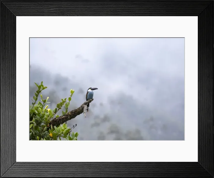 Framed Print : Toucan in the Valle de Cocora, Colombia, South America Framed Print : Toucan in the Valle de Cocora, Colombia, South America