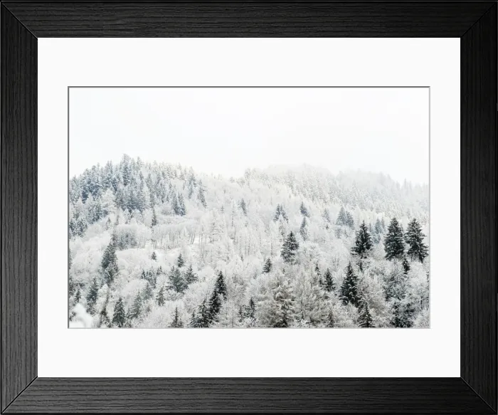 Framed Print : Conifer trees in the Austrian Alps dusted with snow, Austria, Europe Framed Print : Conifer trees in the Austrian Alps dusted with snow, Austria, Europe