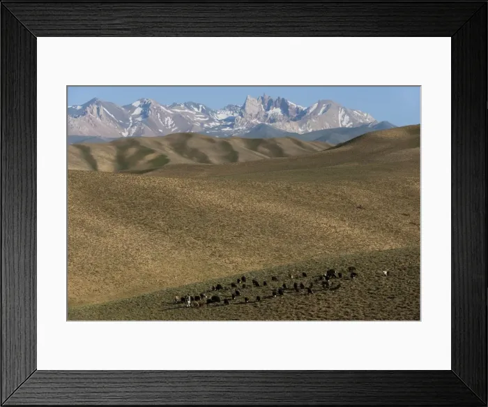 Framed Print : A shepherd with his sheep and goats in Bamiyan Province, Afghanistan, Asia Framed Print : A shepherd with his sheep and goats in Bamiyan Province, Afghanistan, Asia