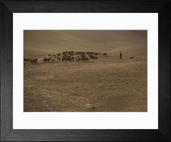 Framed Print : The long march, in the barren hills of Afghanistan, shepherds and their flocks are Framed Print : The long march, in the barren hills of Afghanistan, shepherds and their flocks are