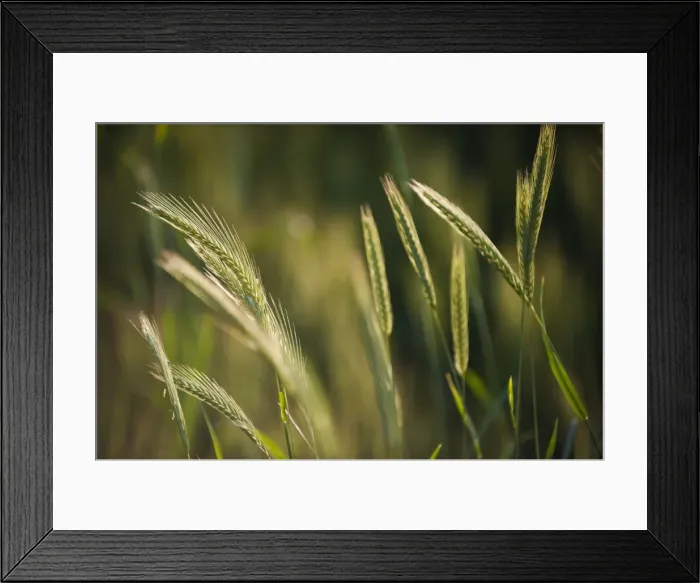 Framed Print : A close up of wheat ripening in Bamiyan Province, Afghanistan, Asia Framed Print : A close up of wheat ripening in Bamiyan Province, Afghanistan, Asia