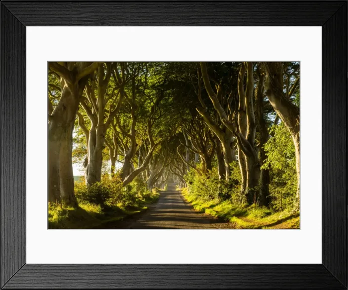 Framed Print : A road runs through the Dark Hedges tree tunnel at sunrise in Northern Ireland, United Kingdom Framed Print : A road runs through the Dark Hedges tree tunnel at sunrise in Northern Ireland, United Kingdom