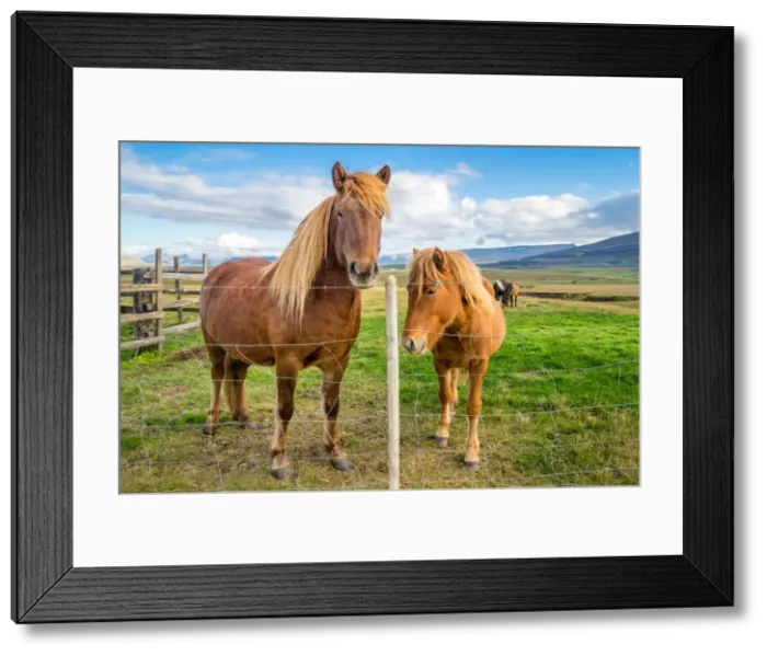 Framed Print : An adult and juvenile Icelandic horse in a field in rural Iceland, Polar Regions Framed Print : An adult and juvenile Icelandic horse in a field in rural Iceland, Polar Regions