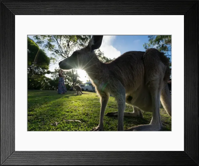 Framed Print : A kangaroo is framed by the setting sun, Australia, Pacific Framed Print : A kangaroo is framed by the setting sun, Australia, Pacific