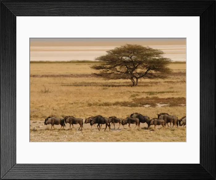 Framed Print : A group of antelopes at the heart of Etosha National Park, Namibia, Africa Framed Print : A group of antelopes at the heart of Etosha National Park, Namibia, Africa