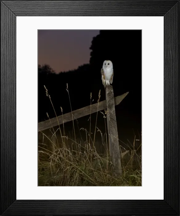 Framed Print : Barn owl perched on an old farm gate, Suffolk, England, United Kingdom, Europe Framed Print : Barn owl perched on an old farm gate, Suffolk, England, United Kingdom, Europe