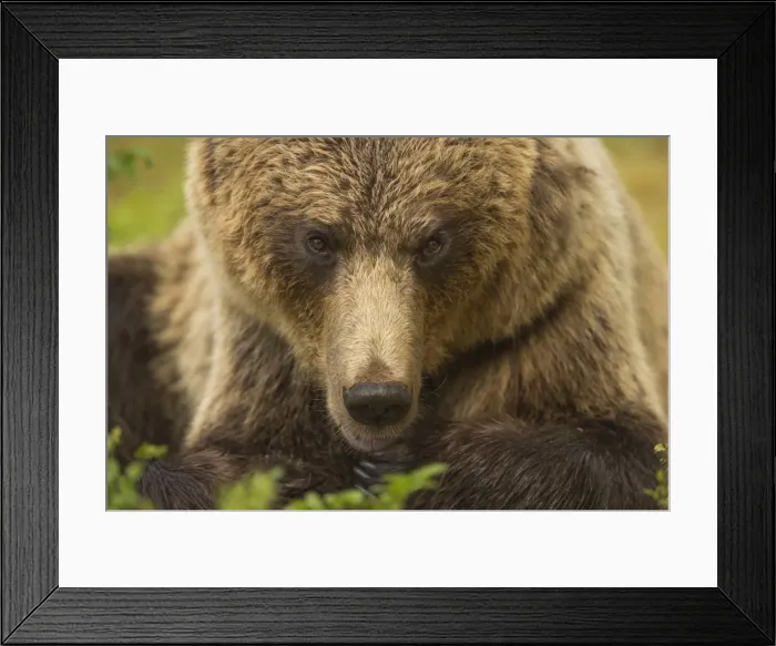 Framed Print : European brown bear head portrait, Finland, Scandinavia, Europe Framed Print : European brown bear head portrait, Finland, Scandinavia, Europe