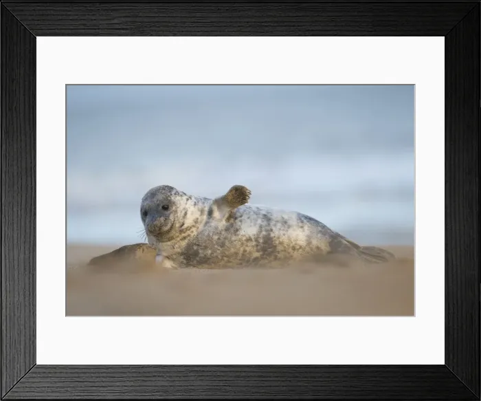 Framed Print : Grey seal pup, Norfolk, England, United Kingdom, Europe Framed Print : Grey seal pup, Norfolk, England, United Kingdom, Europe