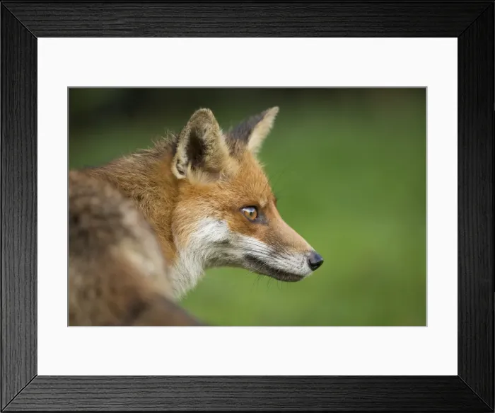 Framed Print : Red fox head portrait, Suffolk, England, United Kingdom, Europe Framed Print : Red fox head portrait, Suffolk, England, United Kingdom, Europe
